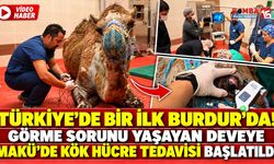 Türkiye’de Bir İlk Burdur’da! Görme Sorunu Yaşayan Deveye MAKÜ’de Kök Hücre Tedavisi Başlatıldı