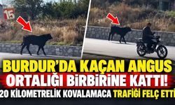 Burdur’da Kaçan Angus Ortalığı Birbirine Kattı! 20 Kilometrelik Kovalamaca Trafiği Felç Etti