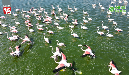 Gölde görüntülenen flamingolar görsel şölen oluşturdu