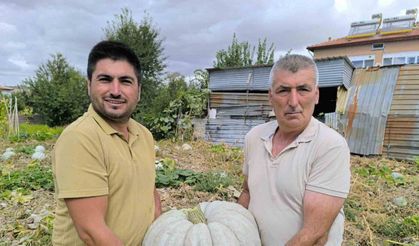 Hasadı başlayan balkabağı fiyatıyla yüzleri güldürdü