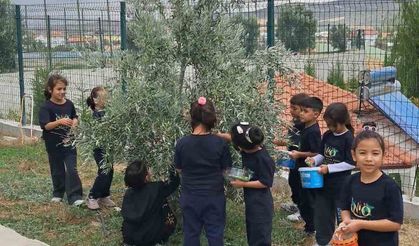 İlkokul öğrencileri okul bahçesindeki zeytin ağaçlarında hasat yaptı