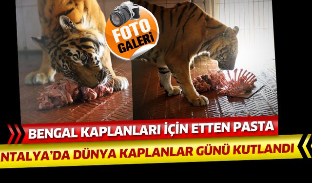 Antalya'da Bengal kaplanları için etten pasta yapıldı