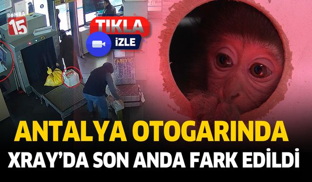 Maymun X-ray'den koliyle geçirilirken fark edildi. İşte o anlar!..