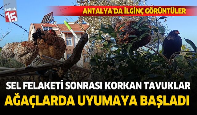 Sel felaketi sonrası tavuklar ağaçlarda uyumaya başladı