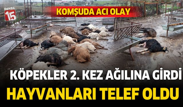 Antalya'da köpekler ikinci kez ağılına saldırdı. 37 küçükbaş hayvan telef oldu