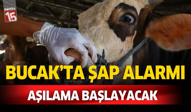 Burdur Bucak'ta şap alarmı