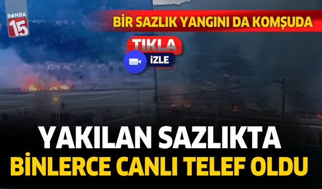 Denizli'de yakılan sazlıkta binlerce canlı telef oldu