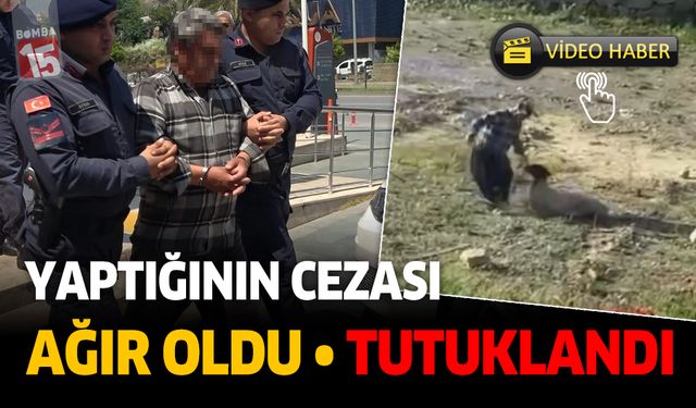Koyuna yaptığının cezası ağır oldu. Tutuklandı