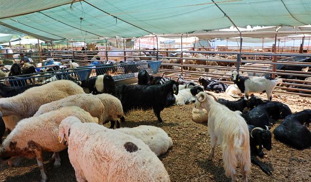 Alanya'da kurban satış yerleri belli oldu