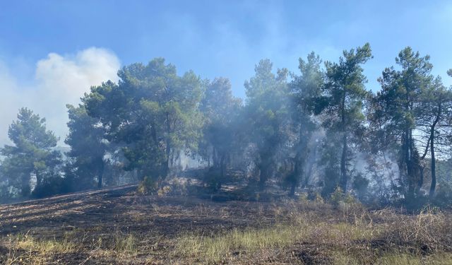 Antalya'da ormanlık alanda yangın