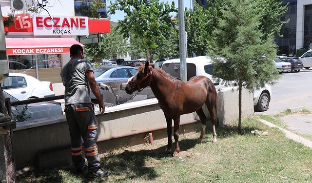 Denizli'de zincirini koparak kaçan at ekiplere büyük zorluk yaşattı