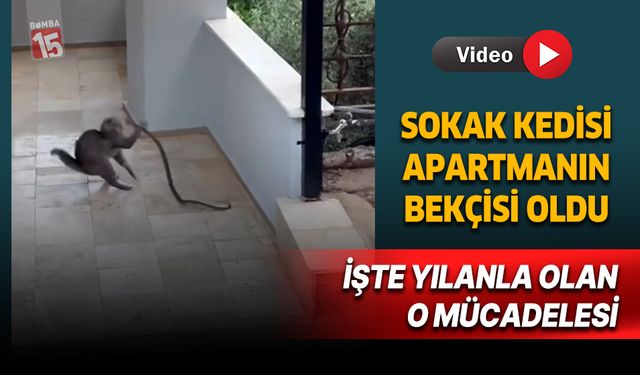 Sokak kedisi ile yılan arasında yaşanan ilginç anlar