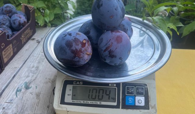 Denizli'de yetişen eriğin 5 tanesi 1 kilo geliyor