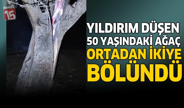 Yıldırım Düşen 50 Yaşındaki Ağaç Ortadan İkiye Bölündü