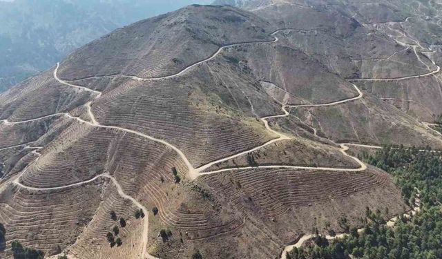 Denizli’de yanan 4 bin 108 hektar orman sahasında 2,5 milyon fidan yeşerecek