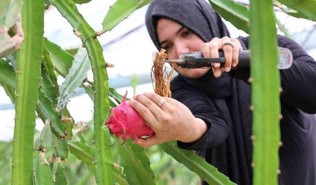 Ejder meyvesi en çok kurutulan ürünler arasına girdi