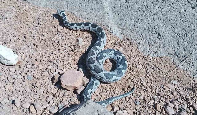 Engerek yılanı görüntüsüyle ürküttü