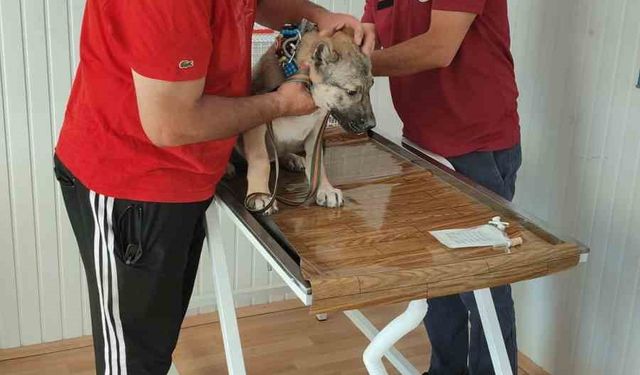 Evcil hayvan sahiplerine mikroçip uyarısı