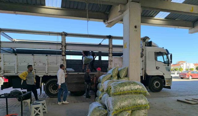 Fasulye pazarında yüzler güldü