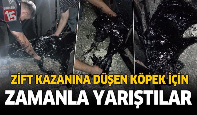 Afyon'da zift kazanına düşen köpek için zamanla yarıştılar