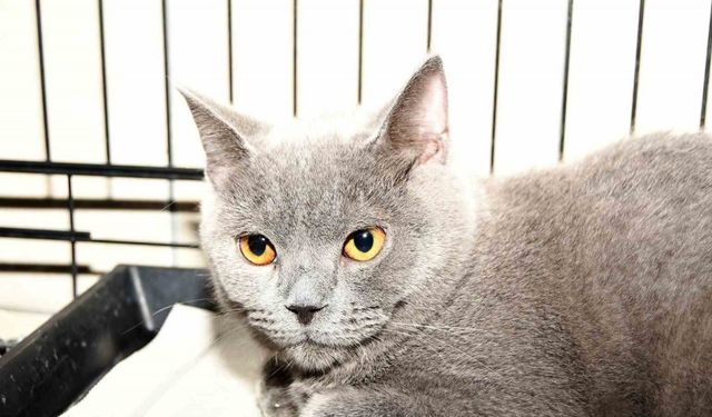 Kemer’de 27 köpek ve 122 kedi kısırlaştırıldı