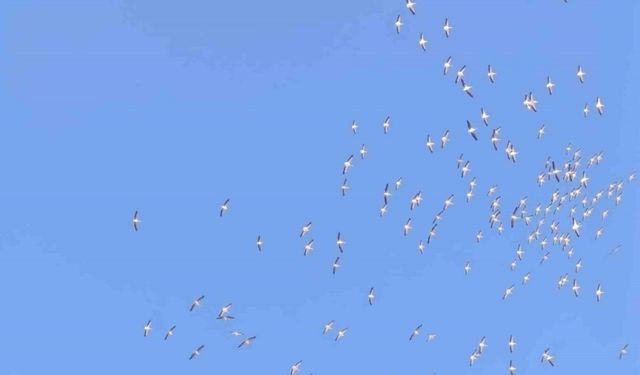 Kuşların dans şeklindeki gösterisi görenleri mest etti