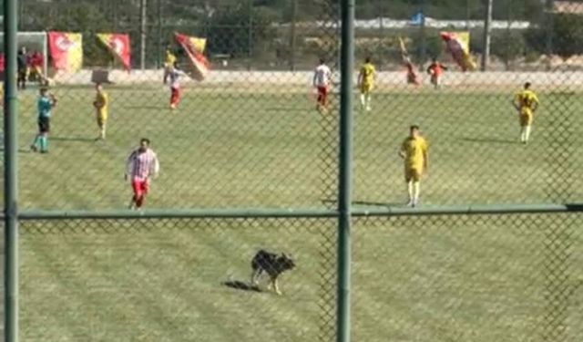 Isparta’da amatör maçta sahaya köpek girince oyun durdu