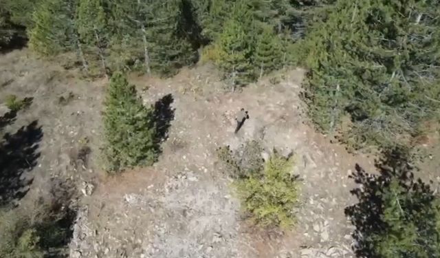 Isparta’da kaçak avcı dron kamerasında