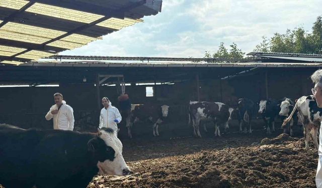 Denizli’de şap hastalığına karşı tedbirler arttırıldı