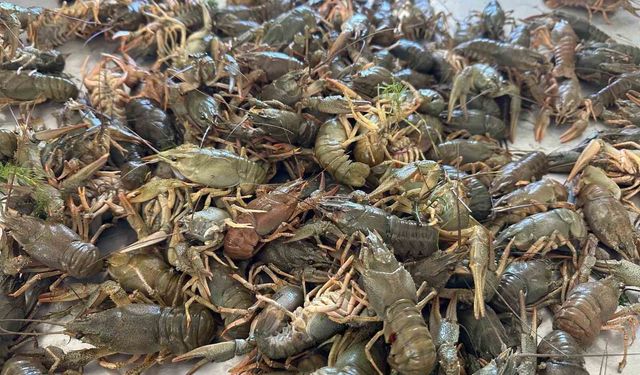 Eğirdir Gölü'nde Kerevit av yasağı başladı