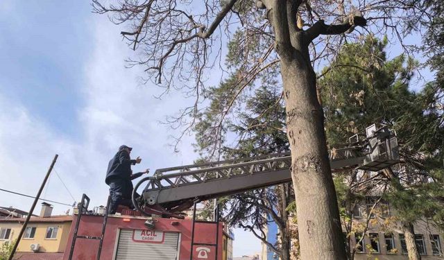 İtfaiyeden su fışkırtma tekniğiyle kedi kurtarma operasyonu