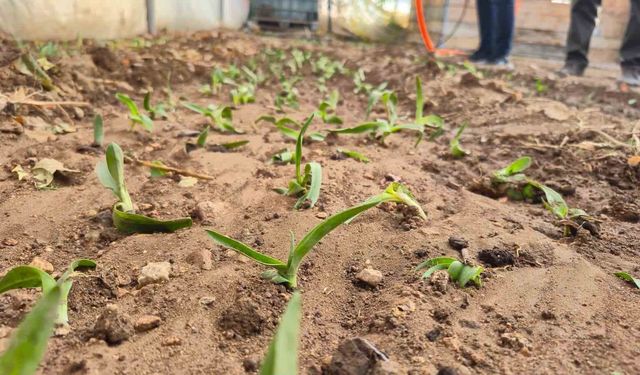 Kadın üreticilere salep fidesi dağıtıldı
