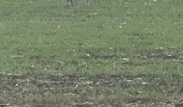 Popülasyonu artan kurtlar köylere indi