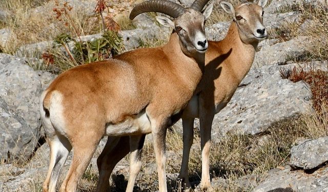 Anadolu Yaban Koyunu'nun üretimi devam ediyor
