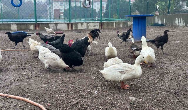 Buldan Gençlik Merkezinde mini hayvanat bahçesi kuruldu