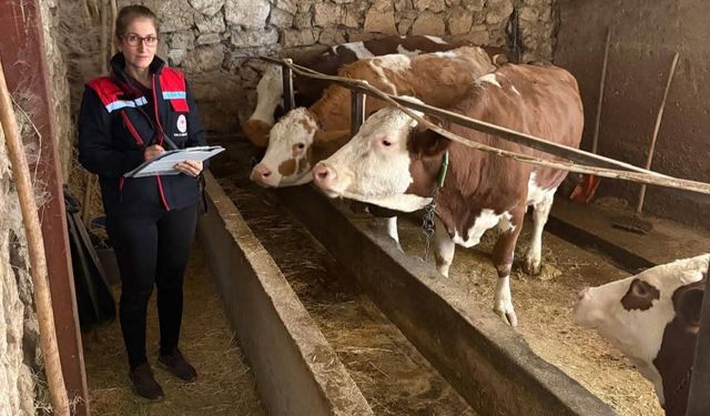 Hibe desteğiyle hayvancılık yapan besicilere yönelik denetim