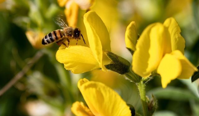 Koruma Altındaki 'Eber Sarısı'yla ilgili önemli açıklama