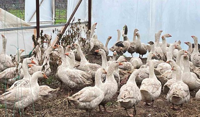 Meyve bahçelerinde yabani otla mücadelede kazlar sahaya indi