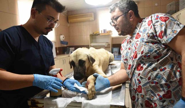 Saldırgan köpek ihbarına giden Kepez Belediyesi'nin çalışanlarına saldırı