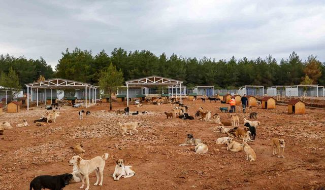 Büyükşehir sokak köpekleri için doğal yaşam alanı kapasitesini arttırdı