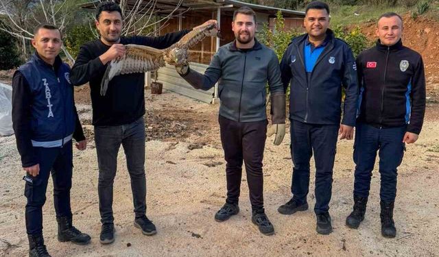 Kumluca'da yaralı atmaca tedavisi sonrası doğaya bırakıldı