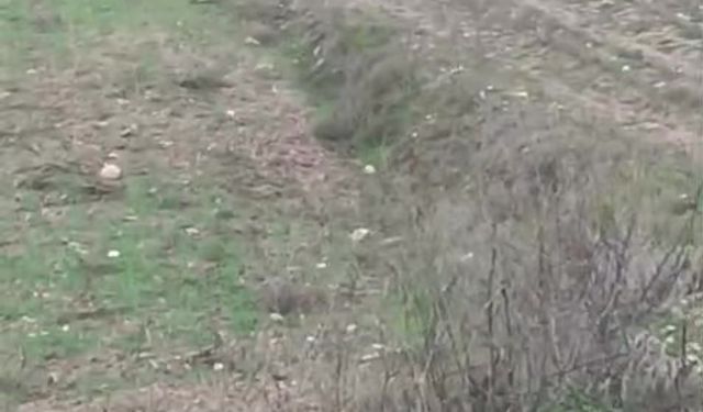 Çiftçinin kurtla ilginç diyaloğu kamerada