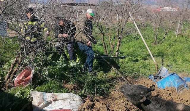 Denizli'de foseptik çukuruna düşen inek itfaiye ekiplerince kurtarıldı