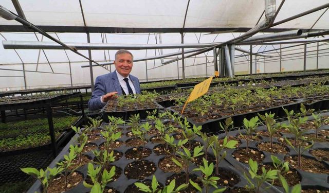 Honaz'da 8 Mart'a özel 8 bin çiçek kadınlara dağıtılacak