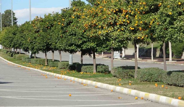 Manavgat'ta fırtına ve yağmur turunçları yollara döktü