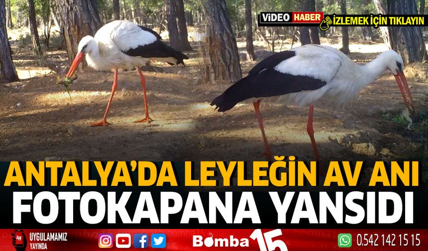 Antalya'da Leyleğin Av Anı Fotokapana Yansıdı