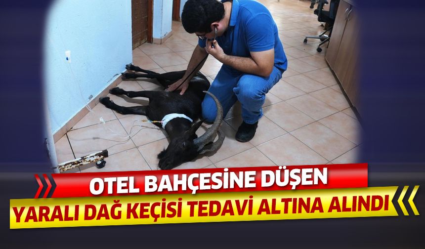 Otel bahçesine düşen yaralı dağ keçisi tedavi altına alındı