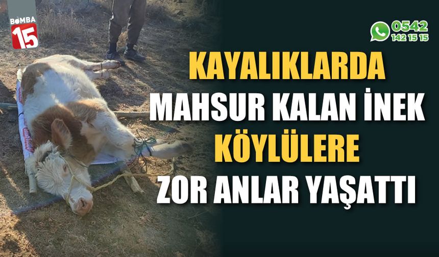 Kayalıklarda mahsur kalan ineği köylüler 10 saatin sonunda kurtardı