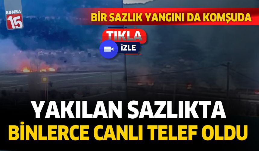 Denizli'de yakılan sazlıkta binlerce canlı telef oldu