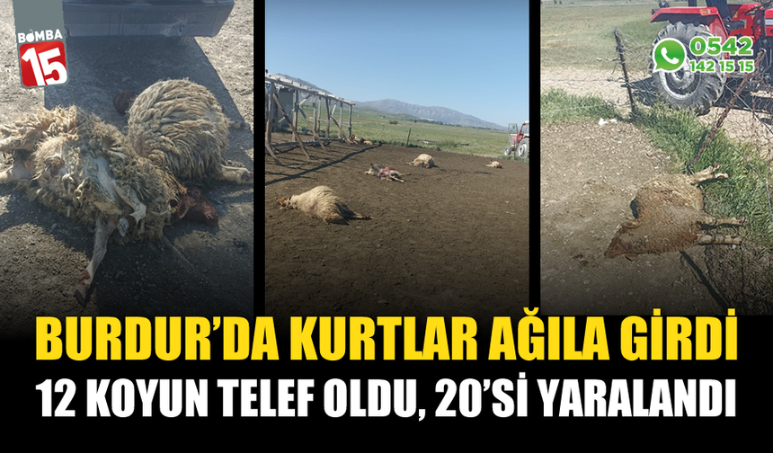 Burdur'da kurtlar ağıla girdi, 12 koyun telef oldu 20'si yaralandı
